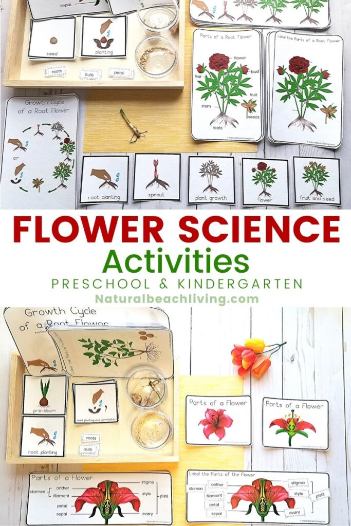 Spring and summer are the perfect times to learn about flowers and These Montessori Flowers 3 Part Cards and Language cards will delight your children and have them excited about learning. Children love this Preschool flower theme with fun hands on activities 