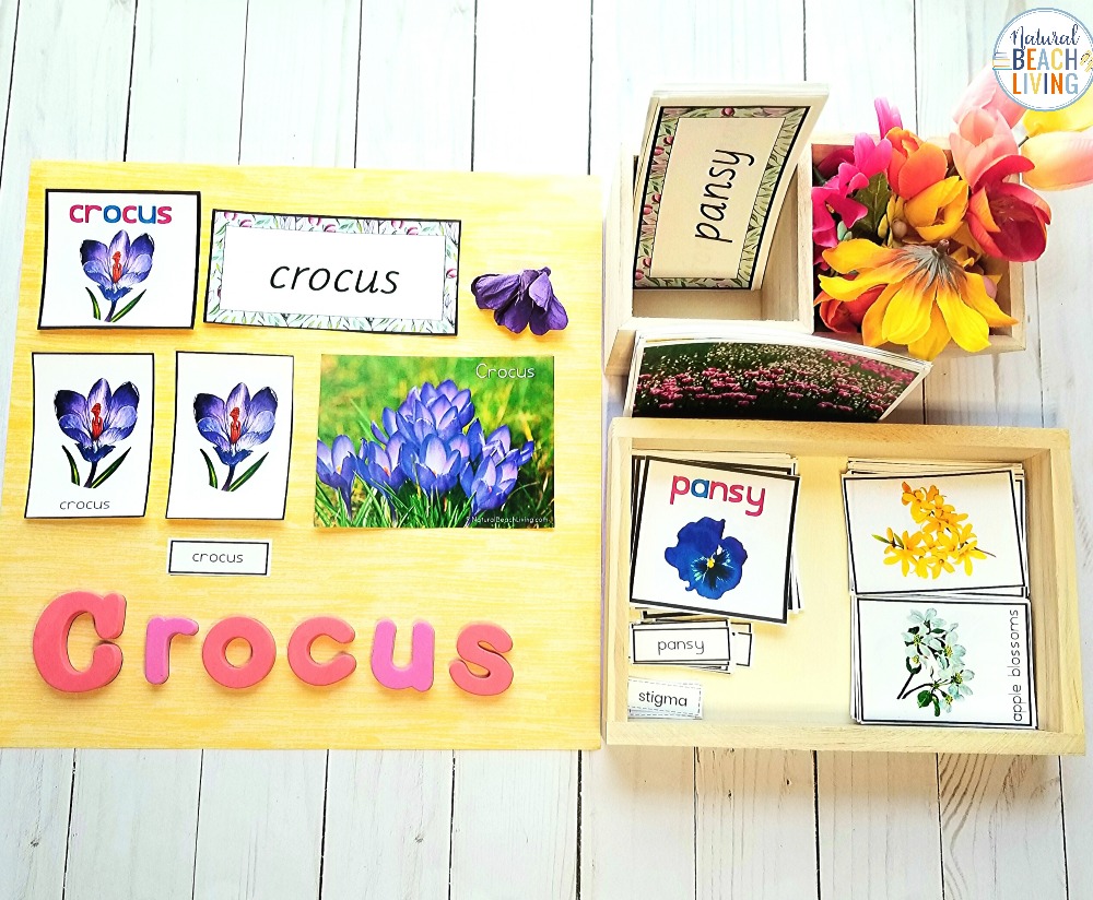 Spring and summer are the perfect times to learn about flowers and These Montessori Flowers 3 Part Cards and Language cards will delight your children and have them excited about learning. Children love this Preschool flower theme with fun hands on activities 