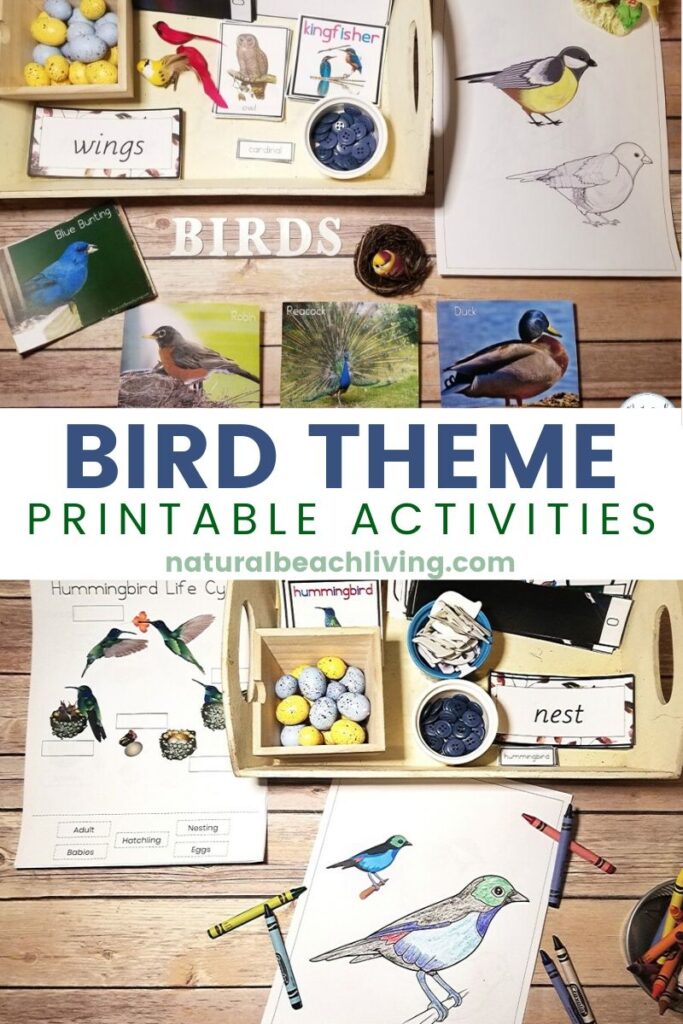 This is The Best Kindergarten and Preschool Bird Theme, lovely Montessori Bird Activities and bird theme printables that include How to Teach About Birds, bird science activities, Math Activities, Art, Bird 3 part cards, bird Life cycle, Parts of a bird and a complete Kindergarten Bird Unit Study
