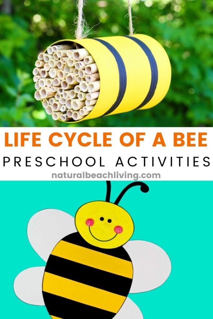 Bee Activities to Teach the Life Cycle of a Bee for