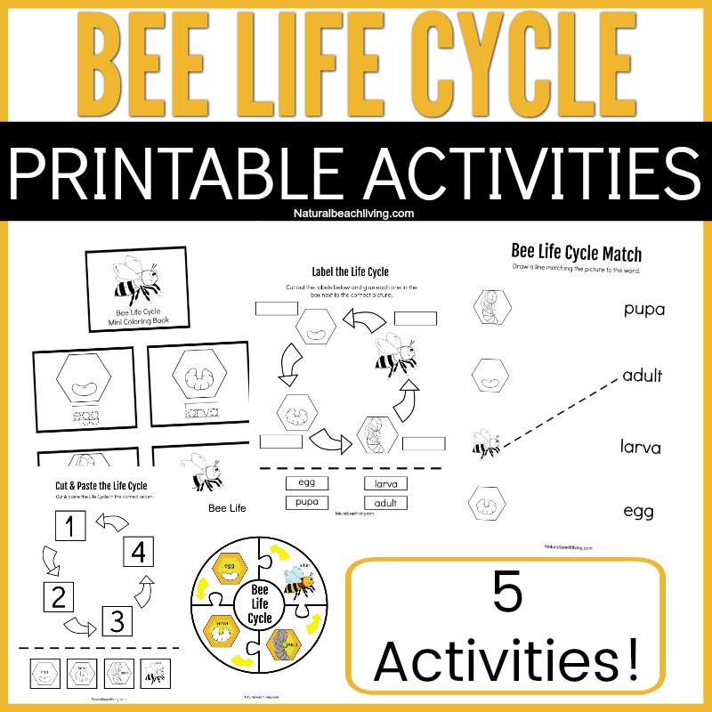 Teach your preschooler all about the life cycle of a bee with these fun bee activities. These Life Cycle Activities for Kids and Learning about Bees for Preschoolers with Bee Printables Make for the Best Bee Preschool theme