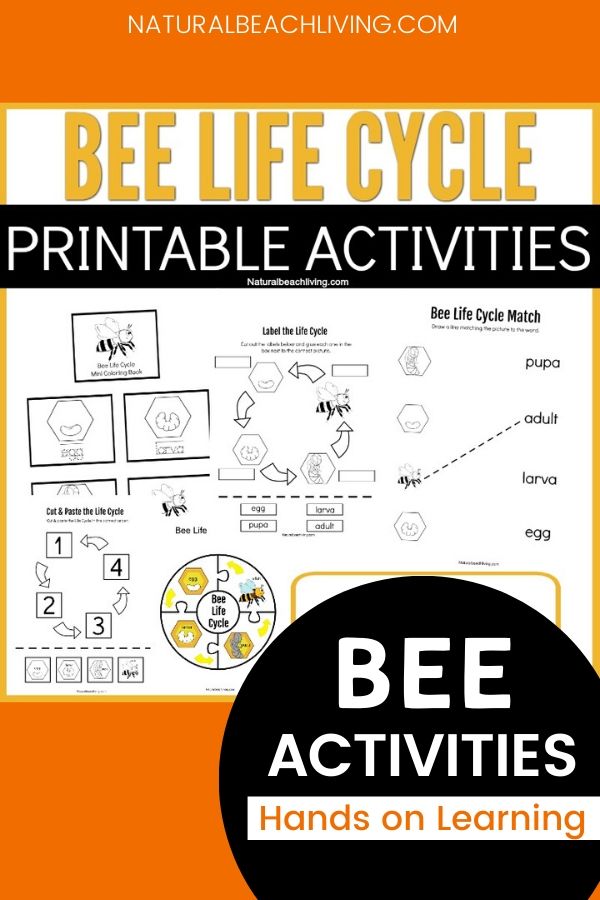 life-cycle-of-a-honey-bee-free-printable