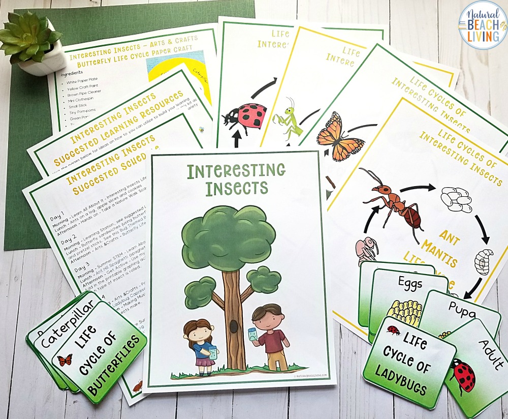 Bugs And Insects Summer Camp Theme Ideas Natural Beach Living