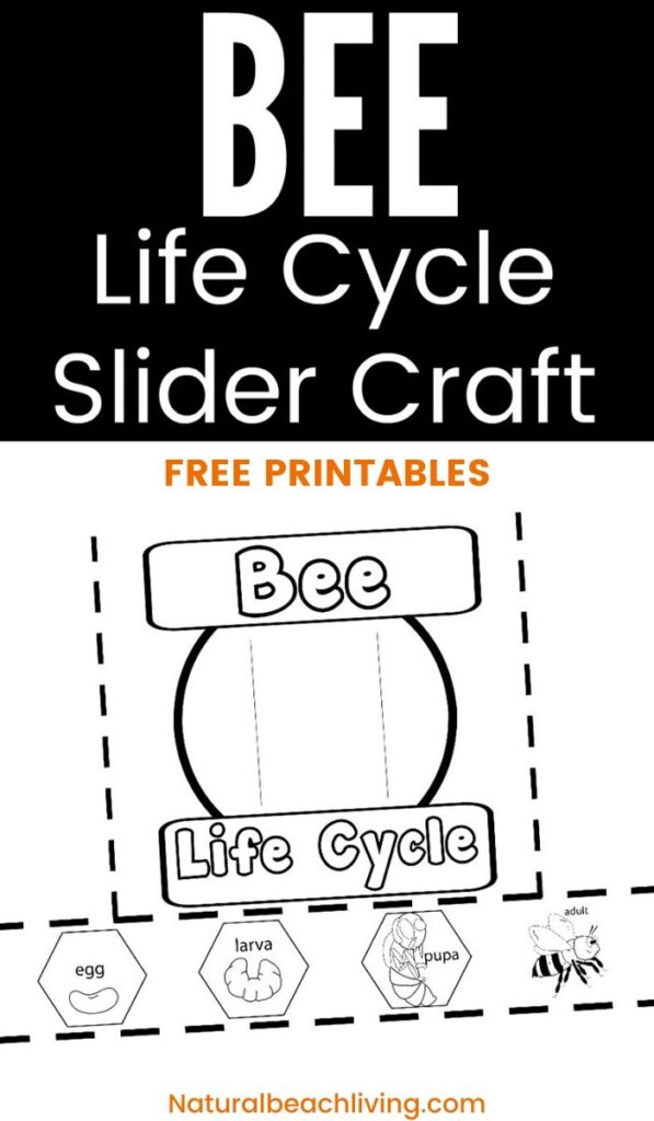 This Life Cycle of a Honey Bee Free Printable is a great way to encourage learning about bees.  Enjoy science and nature with the bees and this free preschool printable. 