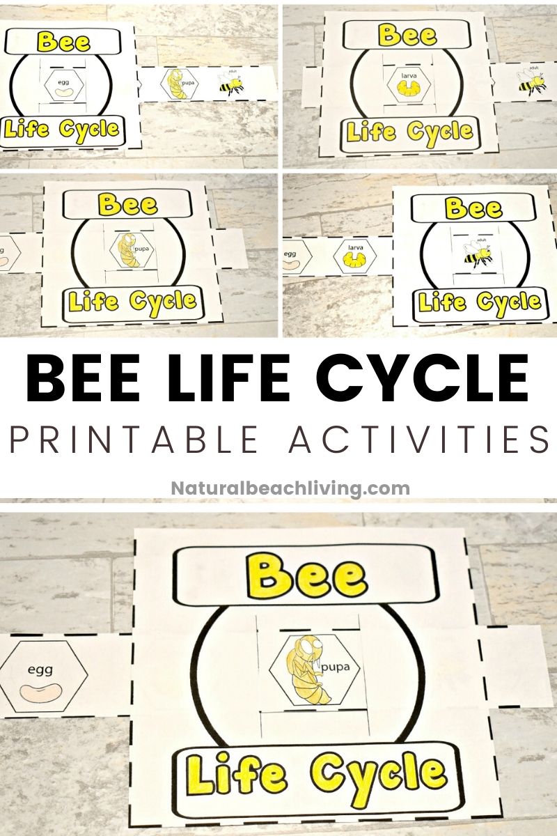 life cycle of a honey bee free printable natural beach living