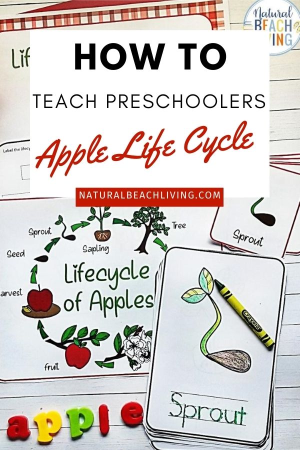 Children love these Apple Life Cycle Activities, Printables, and Lesson Plan Ideas for Fall and the Life Cycle of an Apple Tree Coloring pages are perfect for all ages. These Montessori inspired learning activities are perfect for exploring apples and life cycles with your kids this season. Includes Apple Science, Art, field trips, Math, Literacy, Fall Books for Kids and more.
