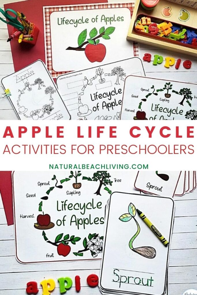 Here you'll find over 100 Apple Activities for Preschool, Kindergarten, Toddlers and early elementary. Plus, Preschool Theme Apple Activities and Lesson Plans including Apple Crafts, Apple Printables, Apple activities for kids, Fall Preschool Activities for literacy, math, and Apple Playdough sensory play ideas that are fun and educational. Apple Worksheets