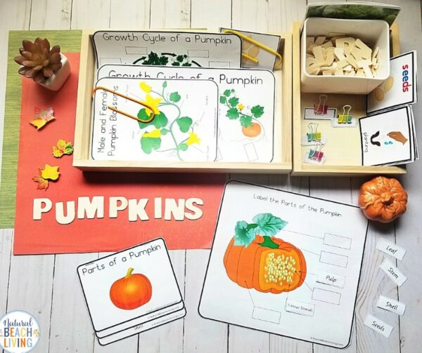 All About Pumpkin Unit Study - Pumpkin Lesson Plans and Activities