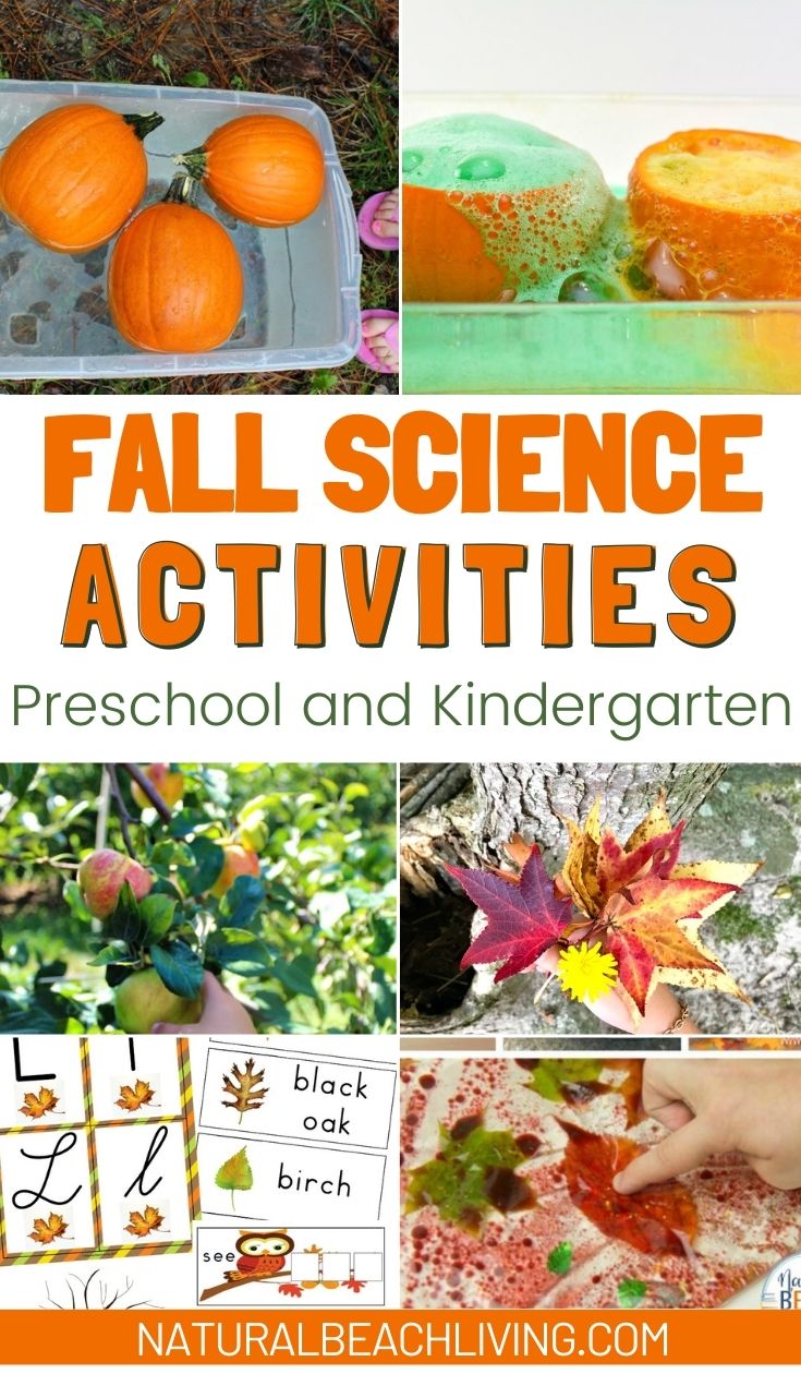 50+ Fall Activities for Preschoolers - Fun Fall Activities - Natural ...