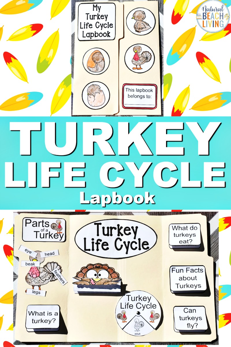 Turkey Life Cycle for Kindergarten and Early Elementary Students
