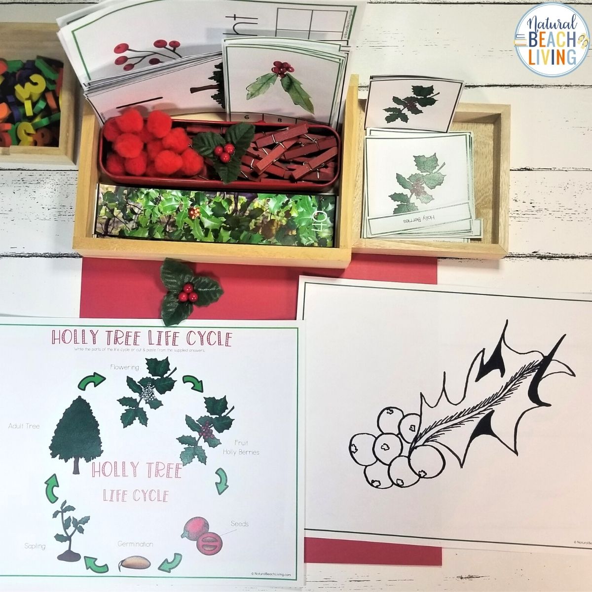 Holly Tree Theme Unit for 3-9 year olds. This is an amazing winter theme full of learning opportunities. You'll get Montessori 3 part cards, Holly Coloring Pages, Holly Tree Handwriting Pages, Winter Poetry and Writing Prompts, Holly Tree Life Cycle with Control Chart, Holly Tree Sequencing Cards, and Tons of early math skills activities, Holly Tree Preschool Theme