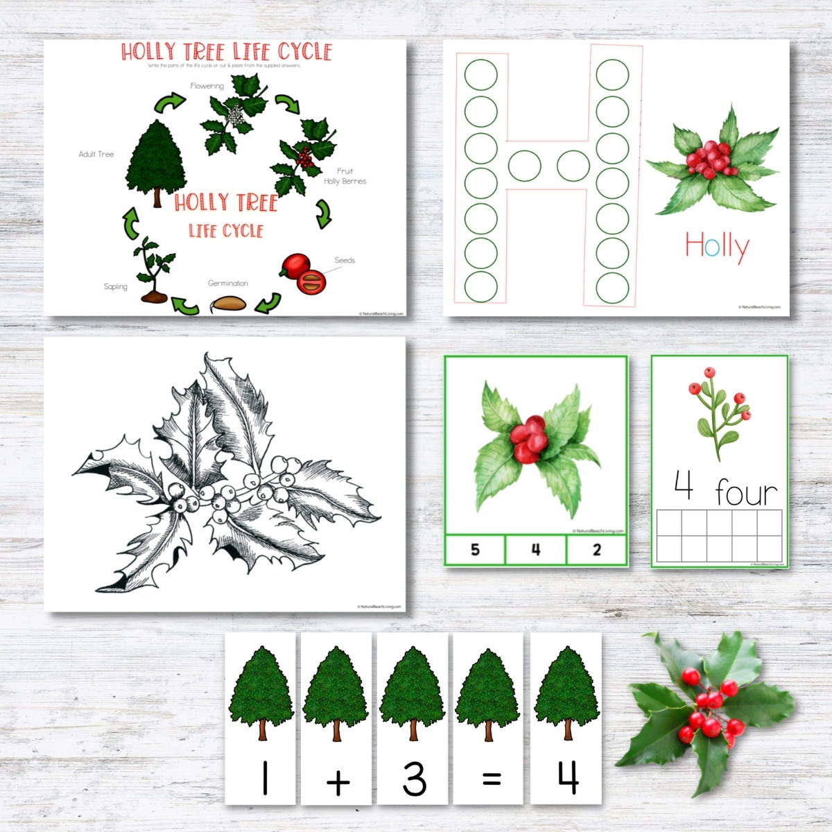 Holly Tree Theme Unit for 3-9 year olds. This is an amazing winter theme full of learning opportunities. You'll get Montessori 3 part cards, Holly Coloring Pages, Holly Tree Handwriting Pages, Winter Poetry and Writing Prompts, Holly Tree Life Cycle with Control Chart, Holly Tree Sequencing Cards, and Tons of early math skills activities, Holly Tree Preschool Theme